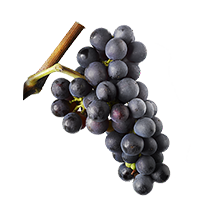 Pinot Noir druetype