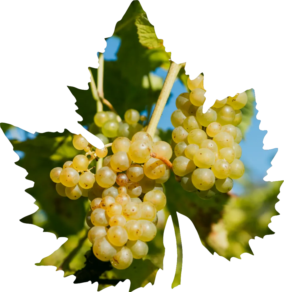 Thorbjørnrud Vingård kan sammenlignes med Champagne