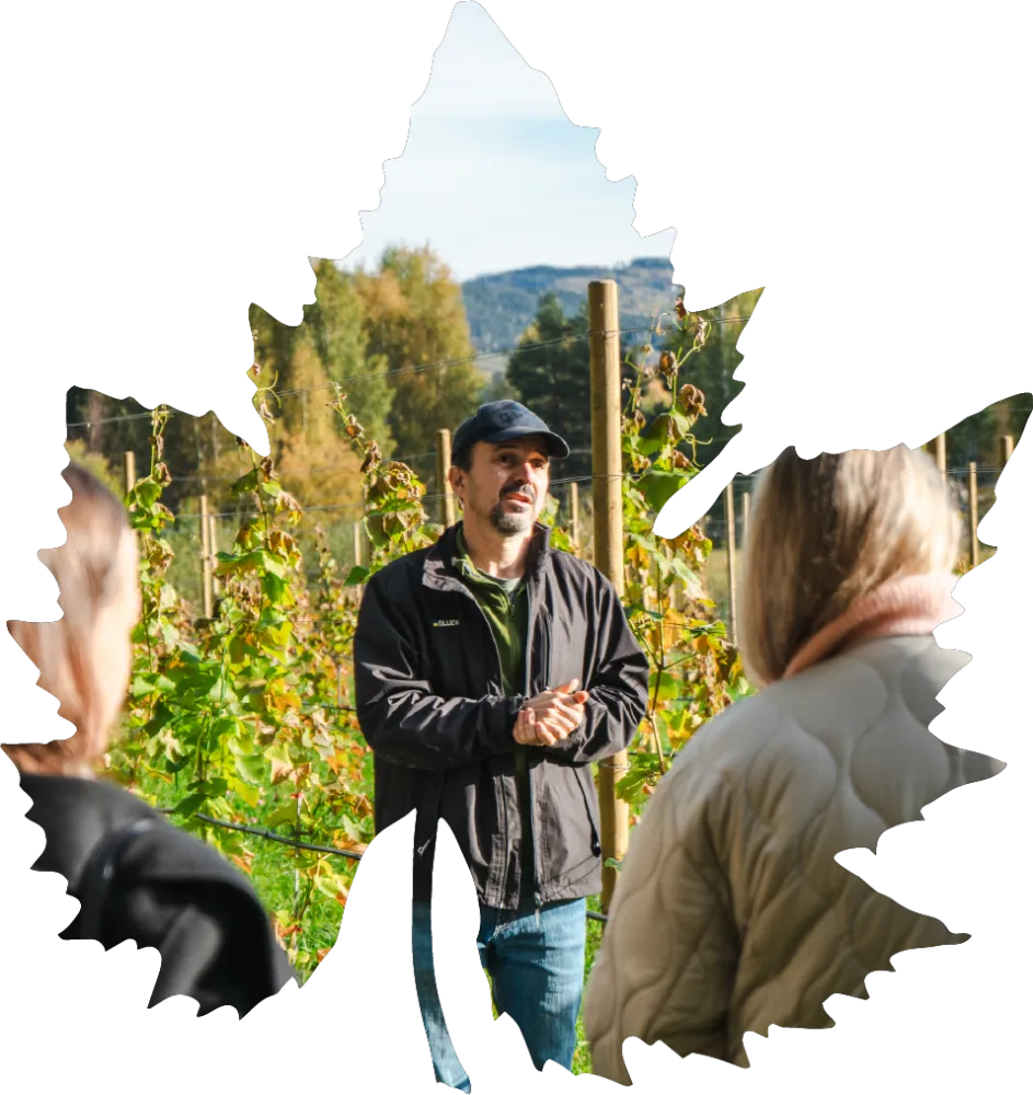 Thorbjørnrud Vingård - Omvisning