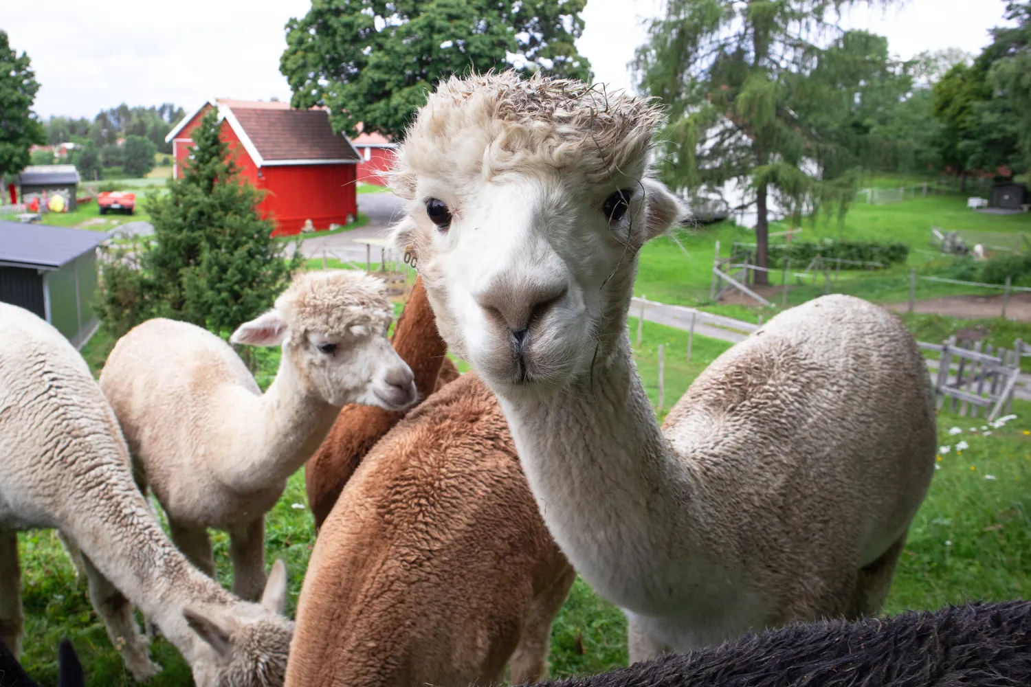 Alpakkaer fra Bølgen Alpakka