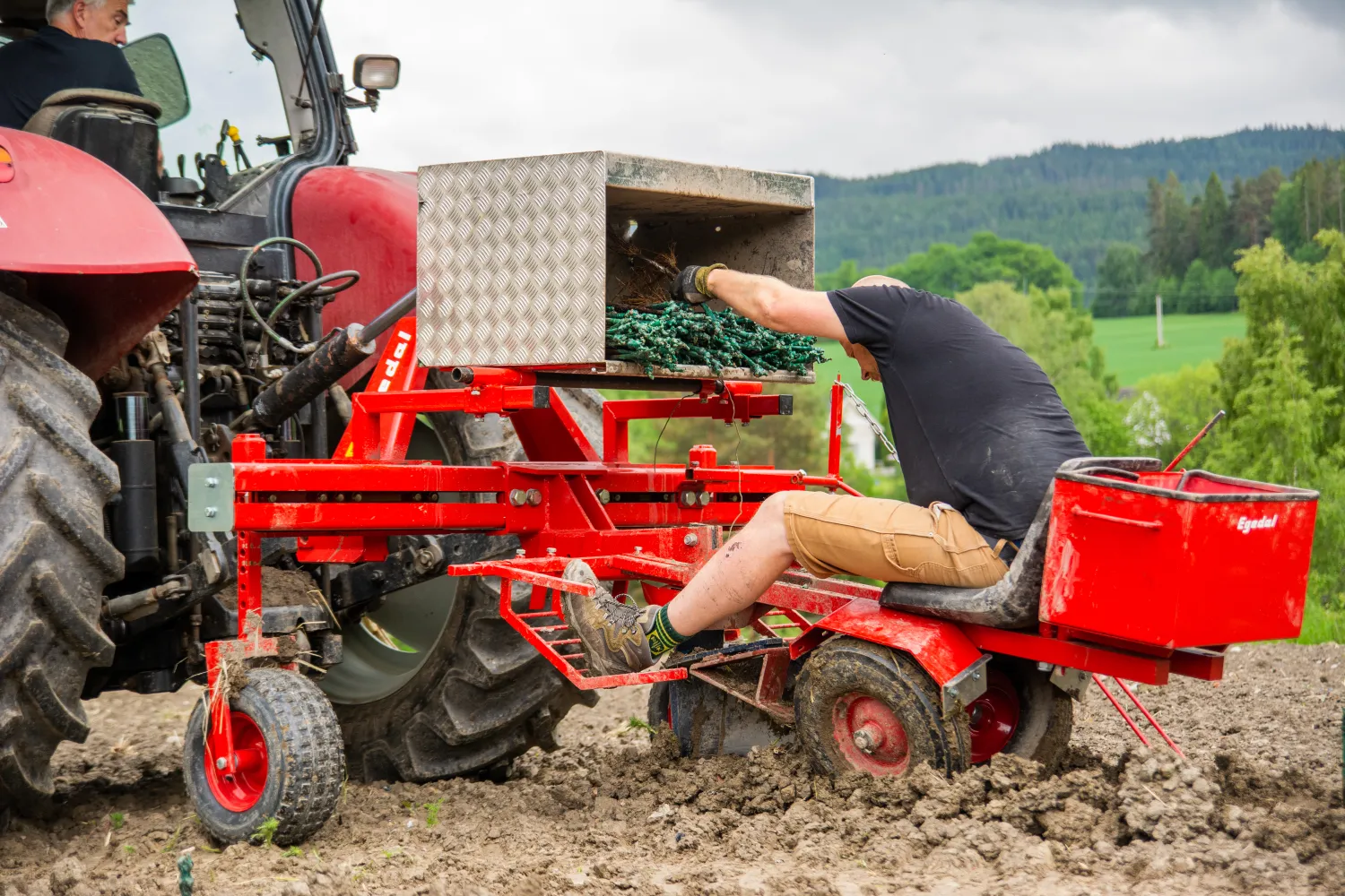 Planting av vinranker