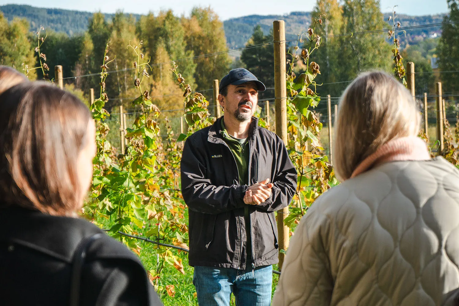 Vinguiding i vinmarkene