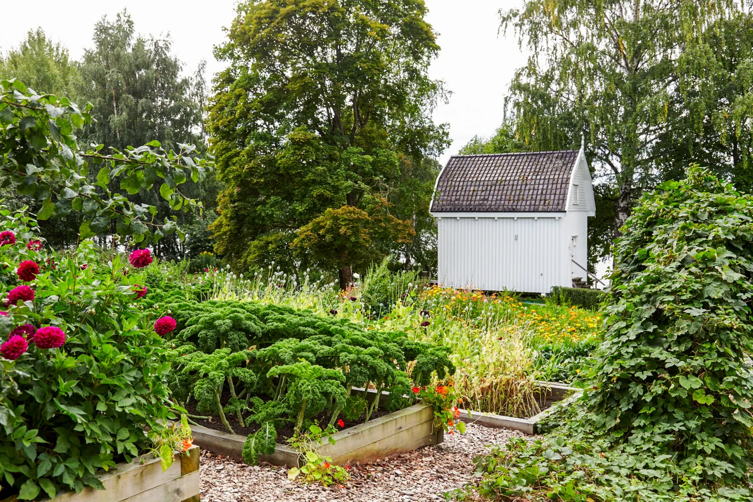 Hotellets kjøkkenhage med uthus i bakgrunnen