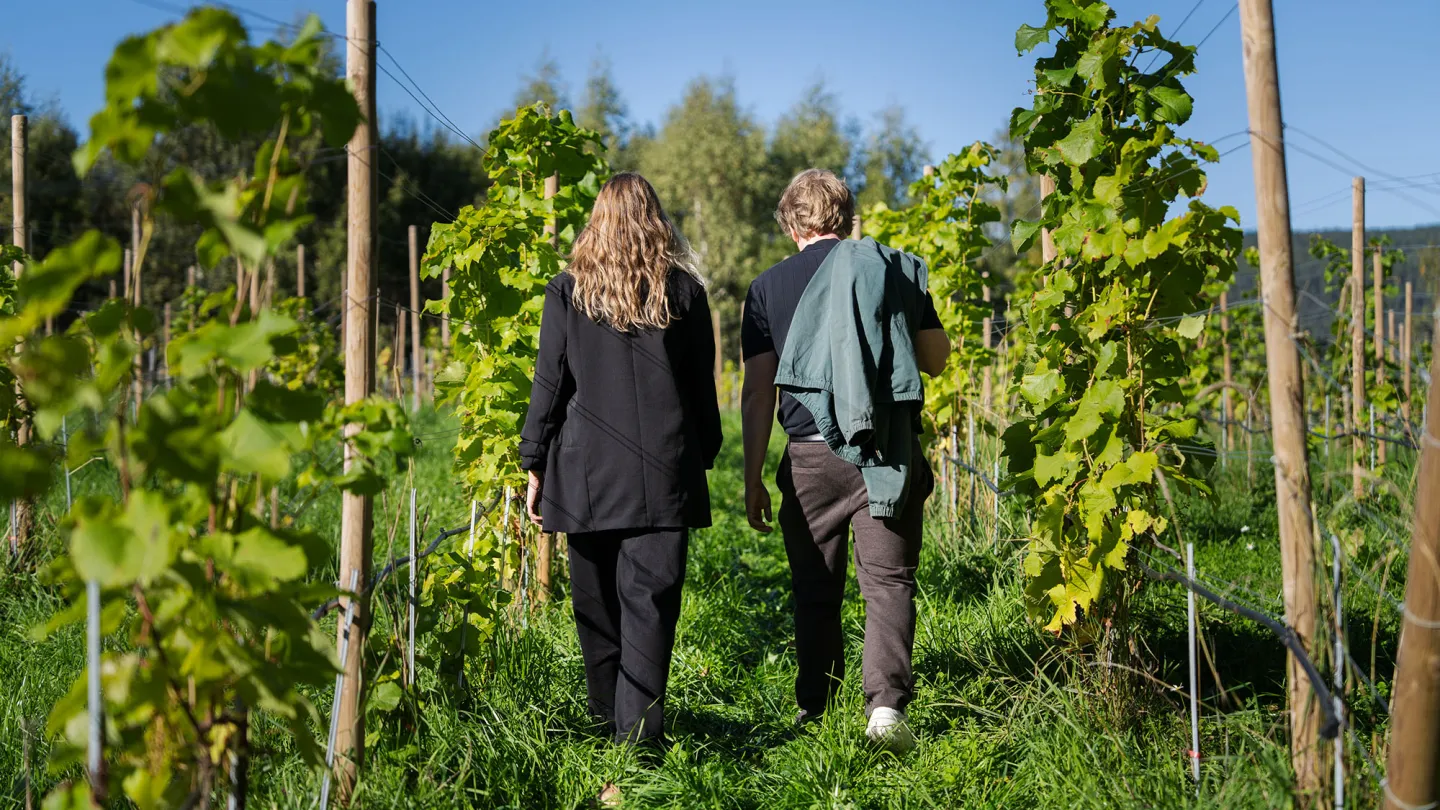 Vandring i vinåker