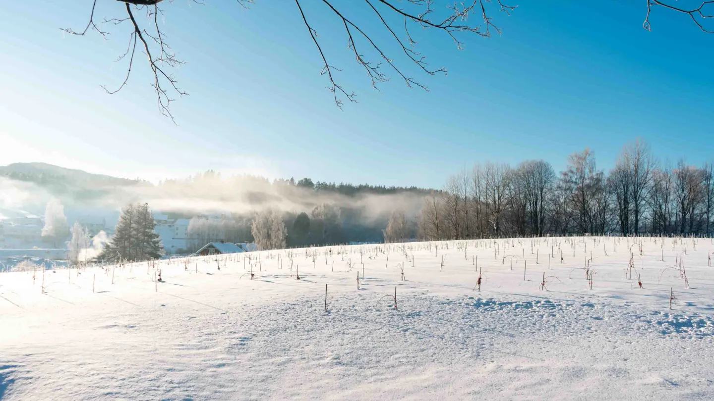 Vinranker i vinter