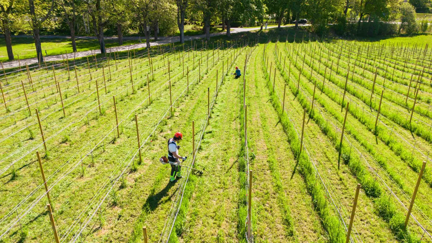 Trimming av vinranker